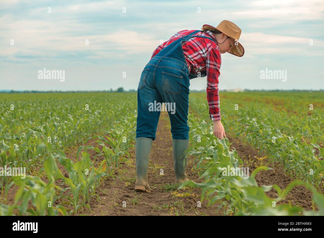 Une agricultrice examine de jeunes cultures de maïs vert au champ, une agronome regarde la plantation de maïs Banque D'Images