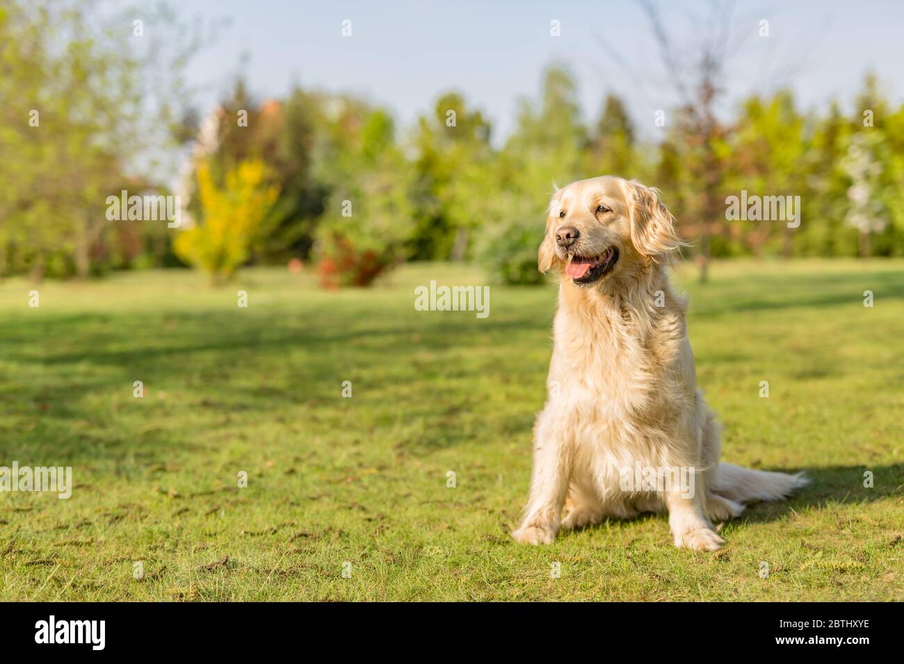 Magnifique chien Golden Retriever dans le parc. Chien intelligent, meilleur ami Banque D'Images
