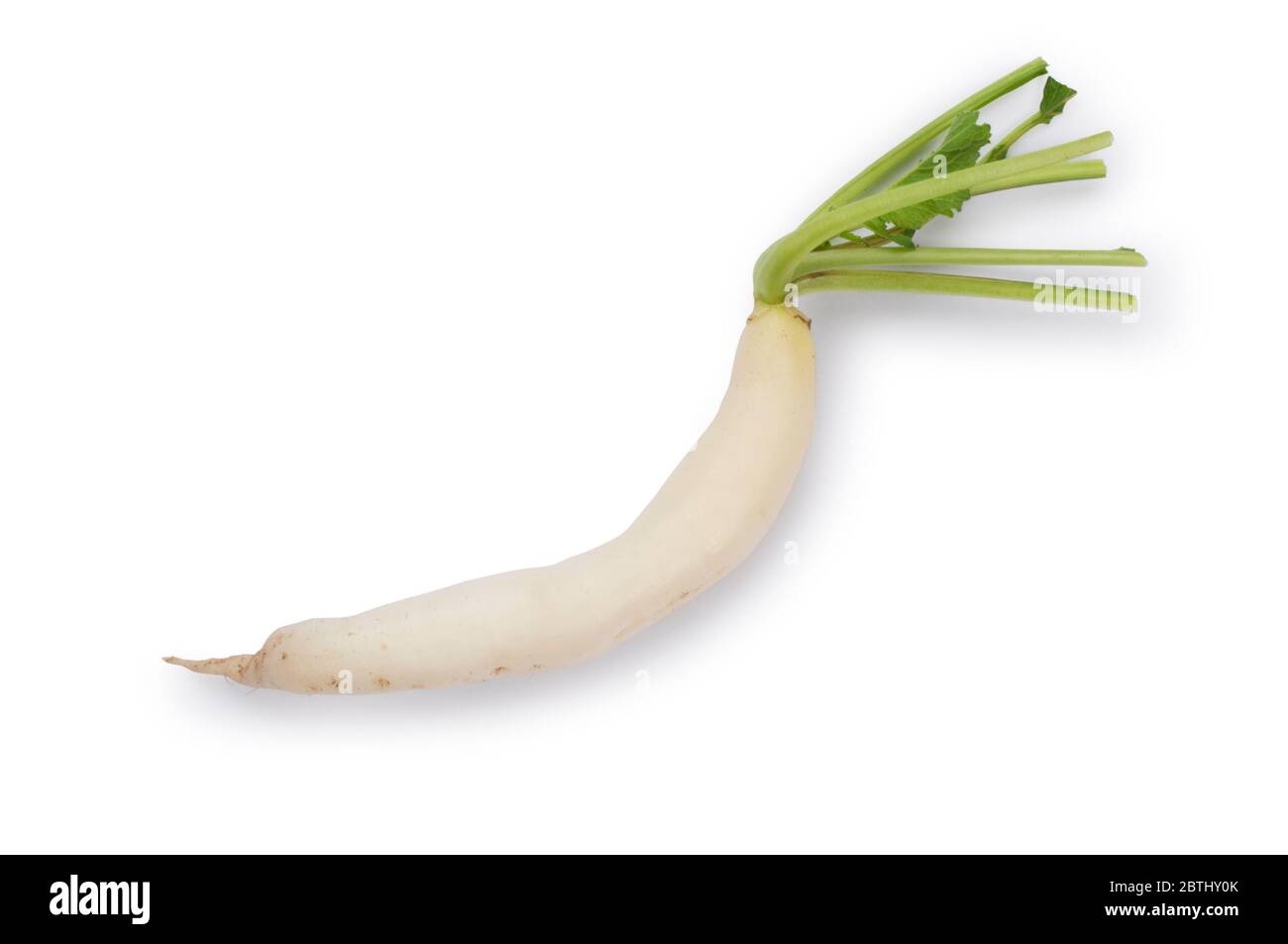 Studio de tournage de radis Daikon découpé sur fond blanc - John Gollop Banque D'Images
