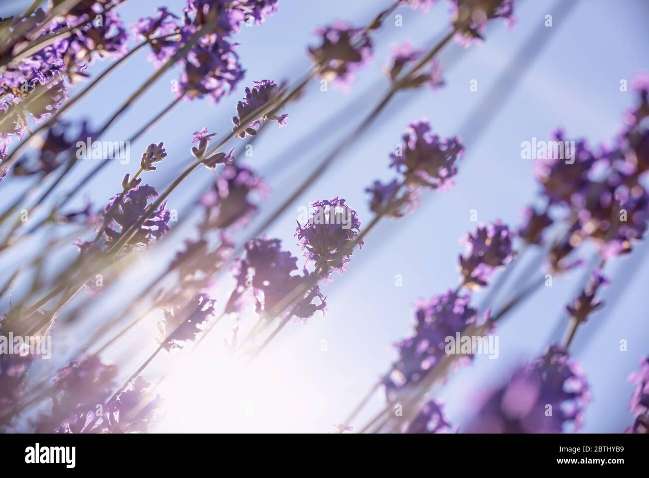 Vue depuis le dessous des fleurs de lavande pourpres, du soleil et du ciel bleu Banque D'Images