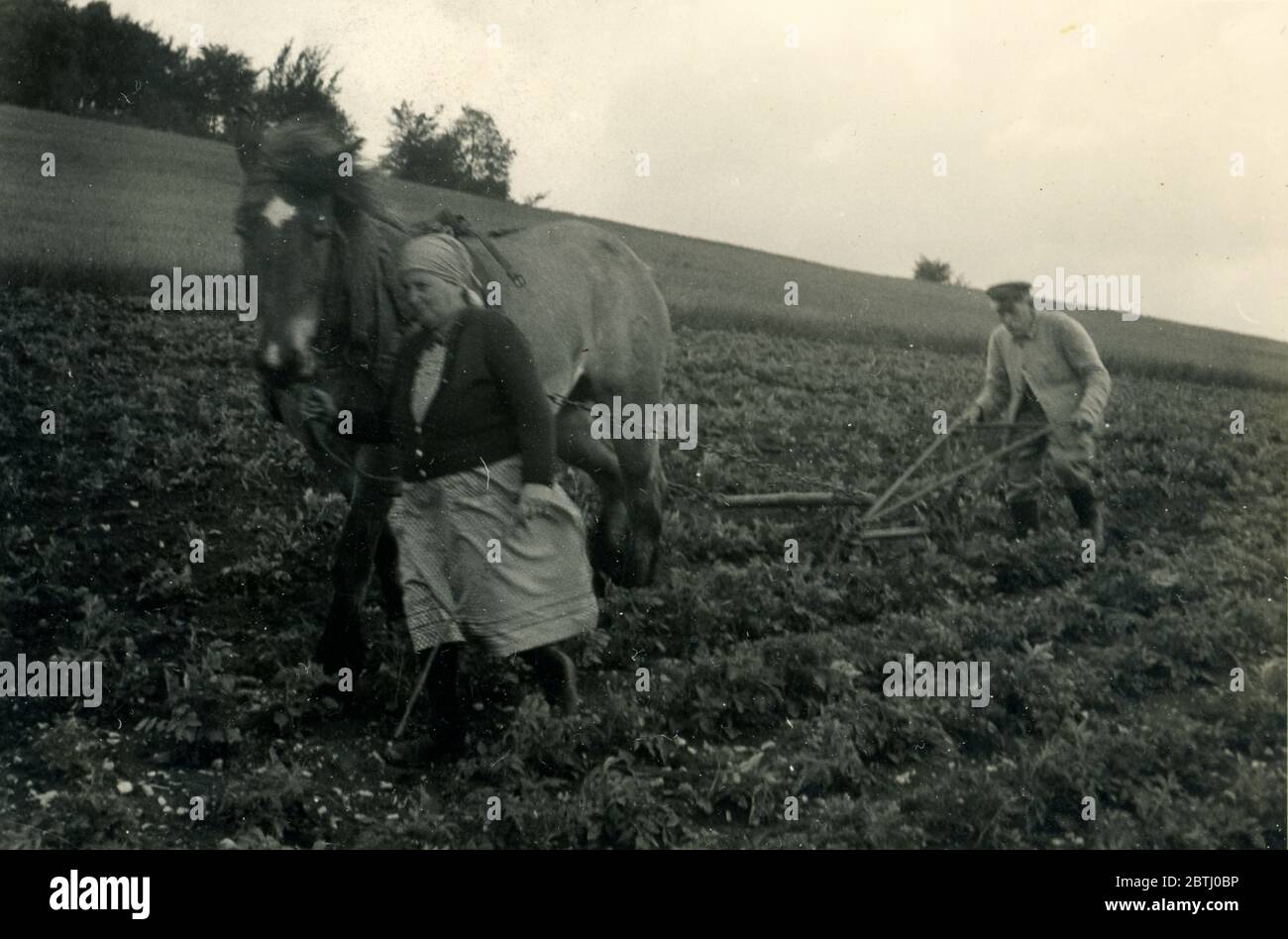 Deuxième Guerre mondiale / Seconde Guerre mondiale, probablement des agriculteurs en Russie ou en Hongrie, 1943 Banque D'Images