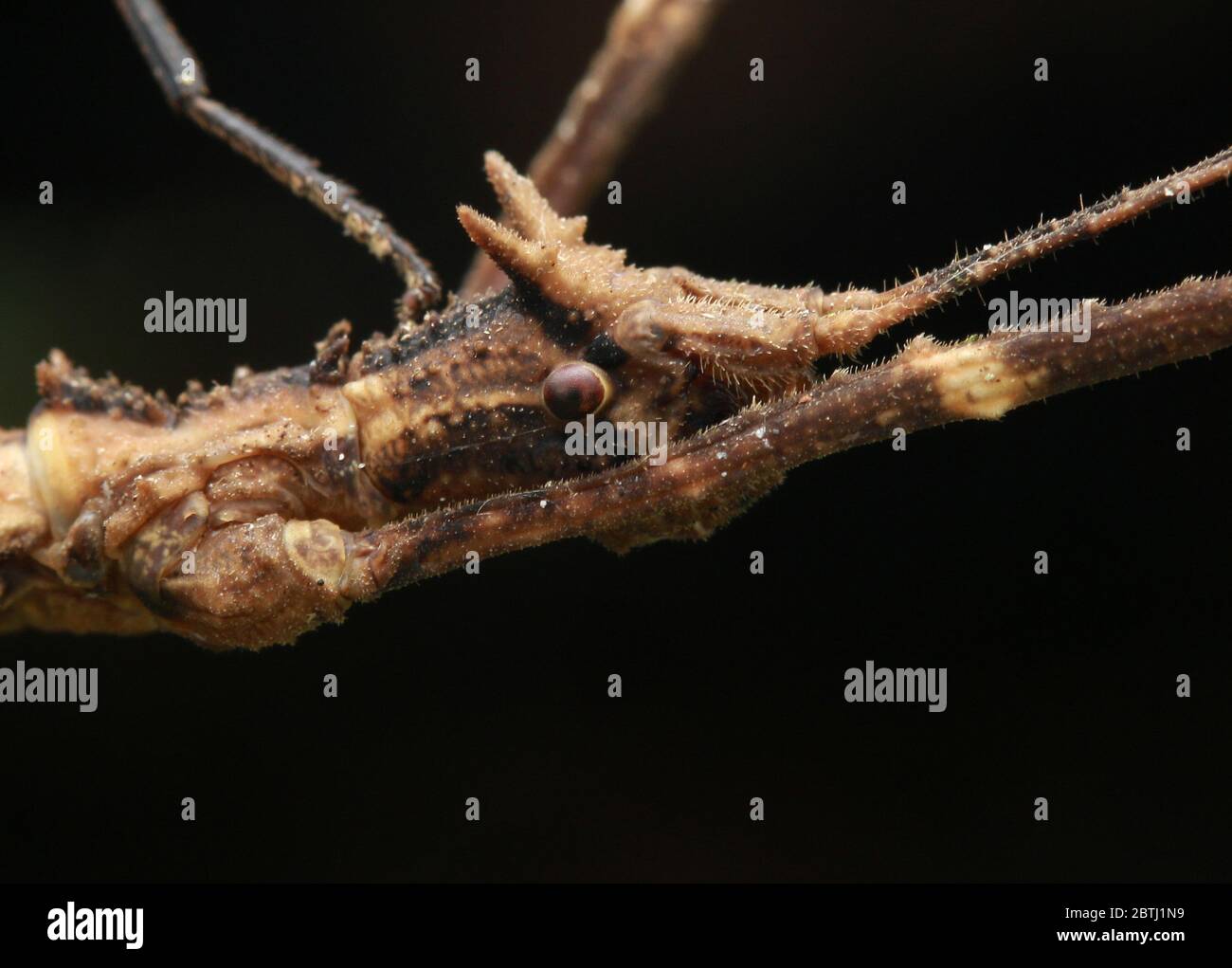 Insecte à bâtonnets piquant (Stheneboea verruculosa) Banque D'Images