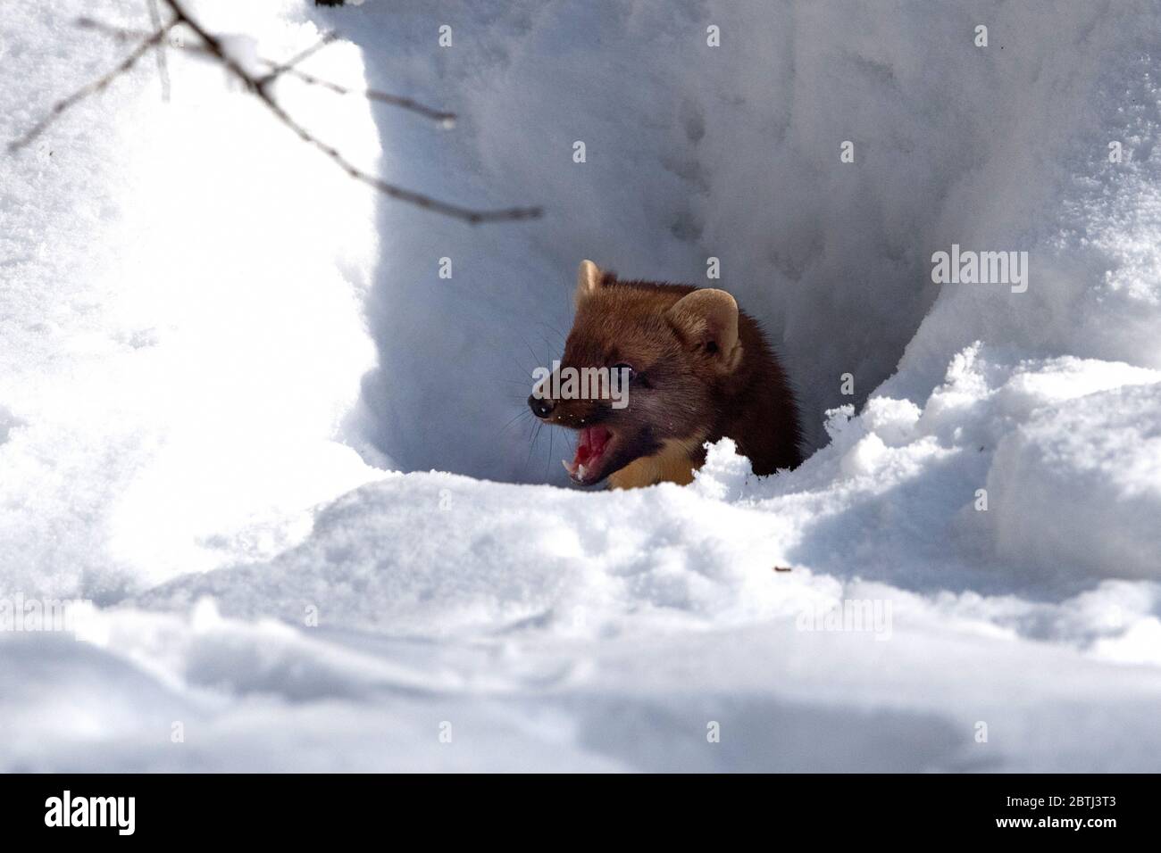 Im Baummarder Tiefschnee Banque D'Images