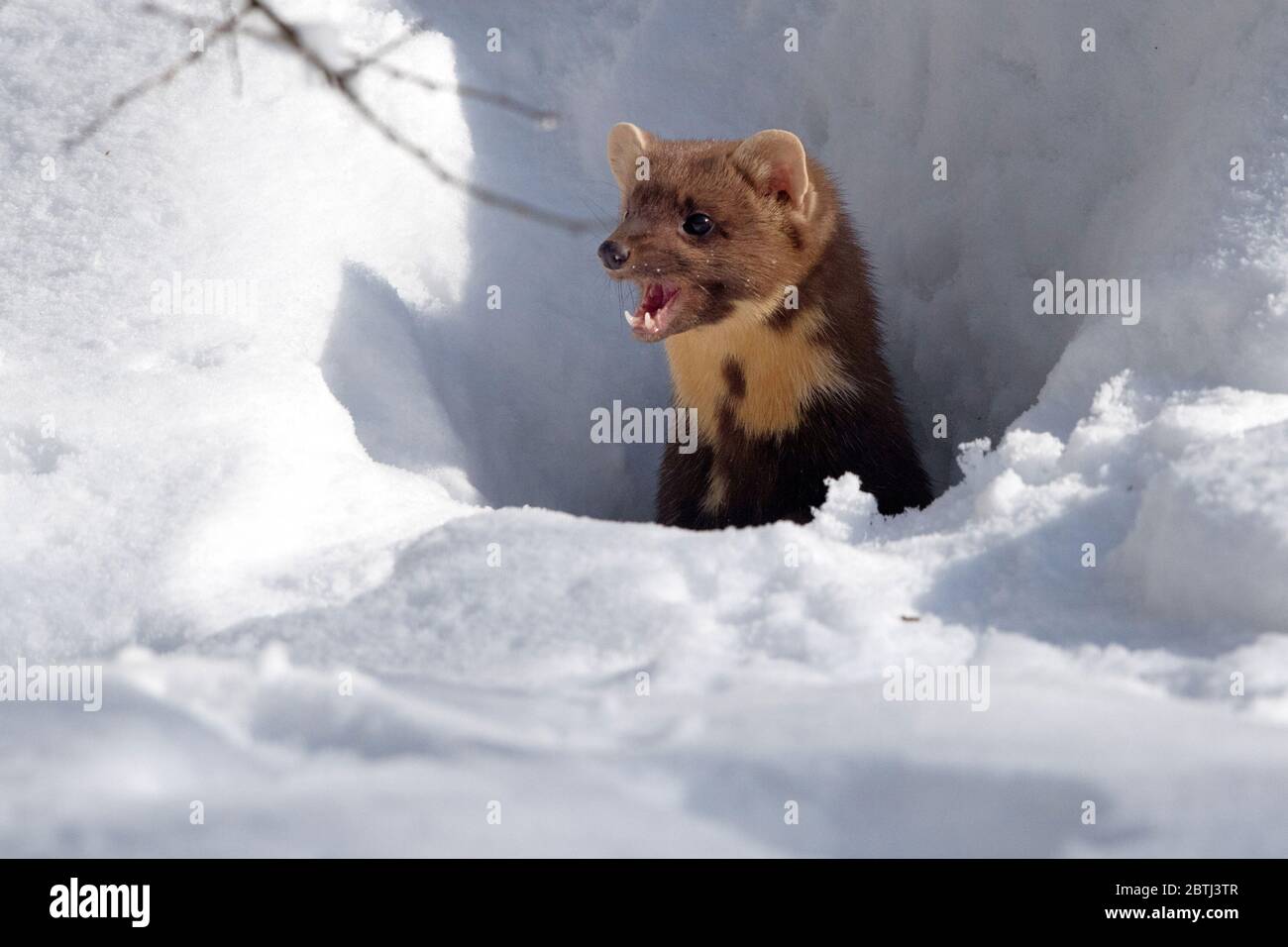 Im Baummarder Tiefschnee Banque D'Images