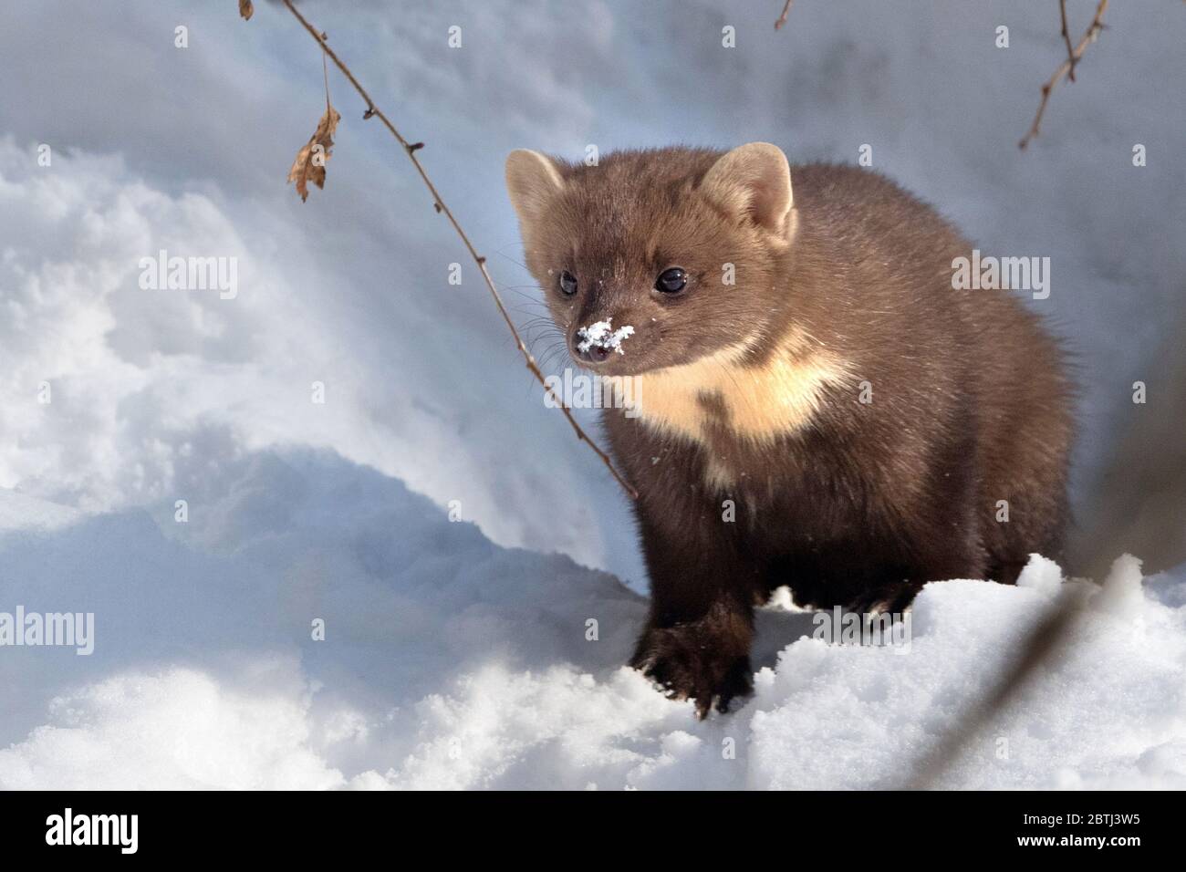 Im Baummarder Tiefschnee Banque D'Images