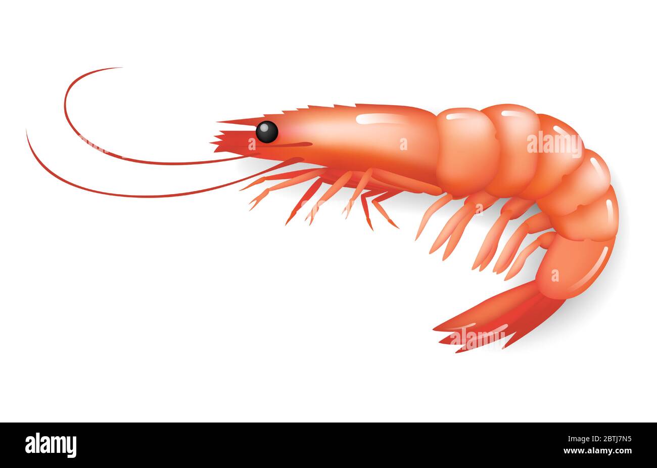 Réaliste Shrimp icône ion blanc, nourriture de mer fraîche. Vecteur Illustration de Vecteur