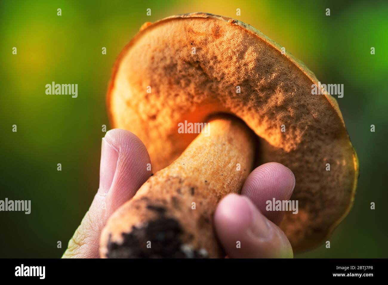 Gros plan d'un champignon toxique dans la nature et d'un fond vert le tenant avec la main. Banque D'Images