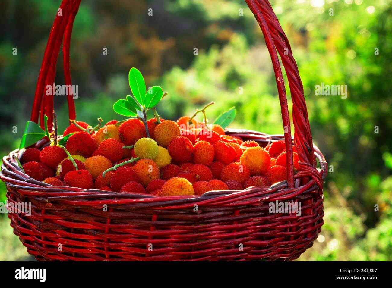 Gros plan d'un panier rempli de fraises sauvages sur un fond vert. Banque D'Images