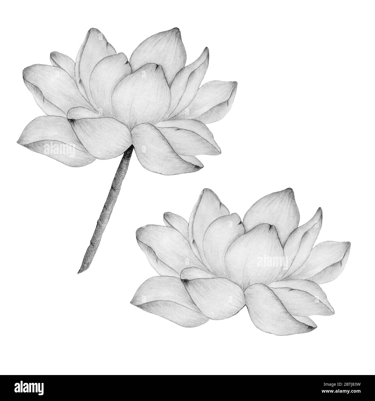fleur de lotus en dessin au crayon isolé sur une illustration blanche et botanique avec fleur de lotus réaliste, croquis au crayon avec nénuphars Banque D'Images