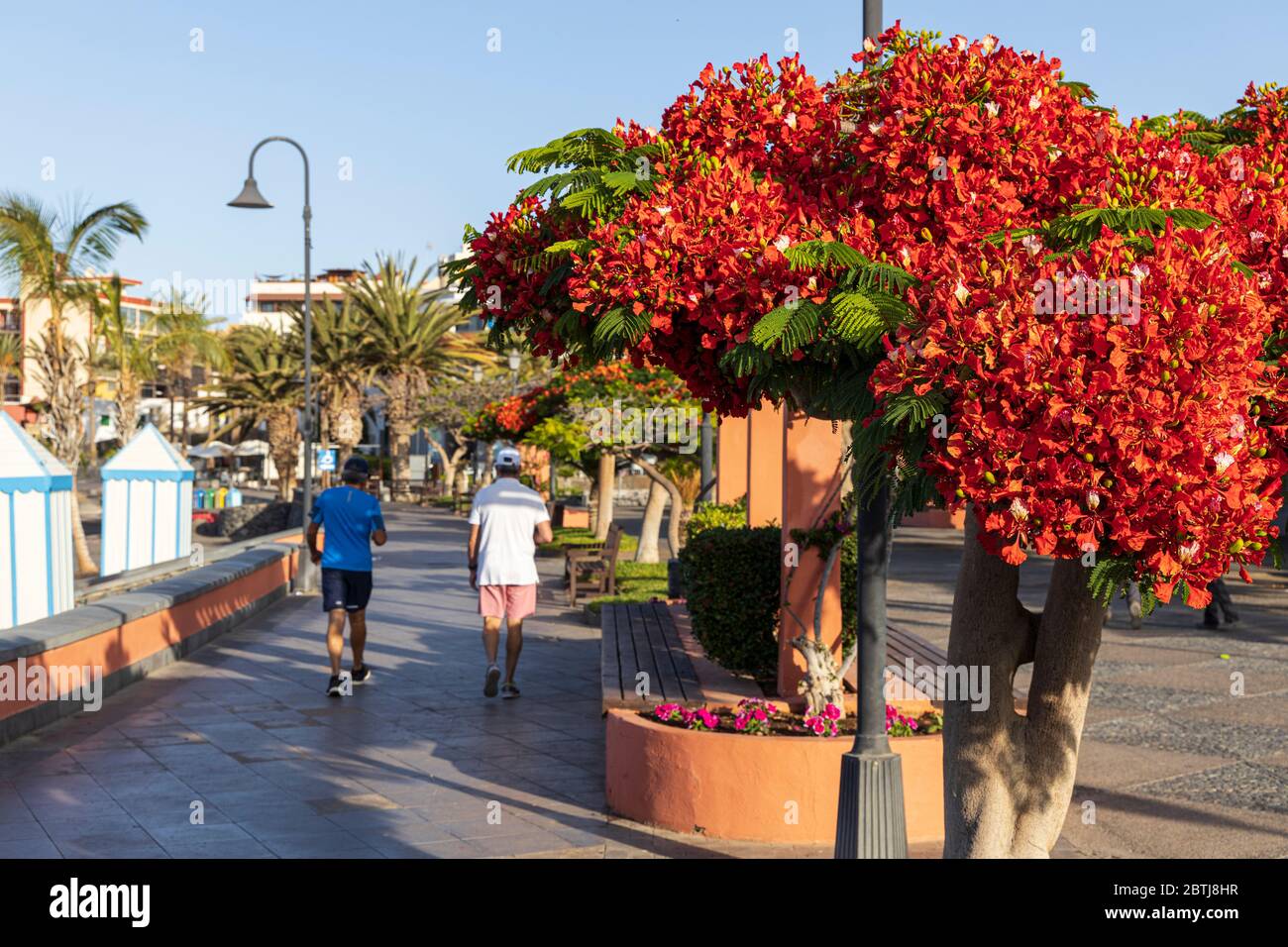 Delonix regia, arbre flamboyant avec des fleurs rouges sur la promenade pendant la phase deux de la désescalade de l'état d'urgence, Covid 19, coronaviru Banque D'Images
