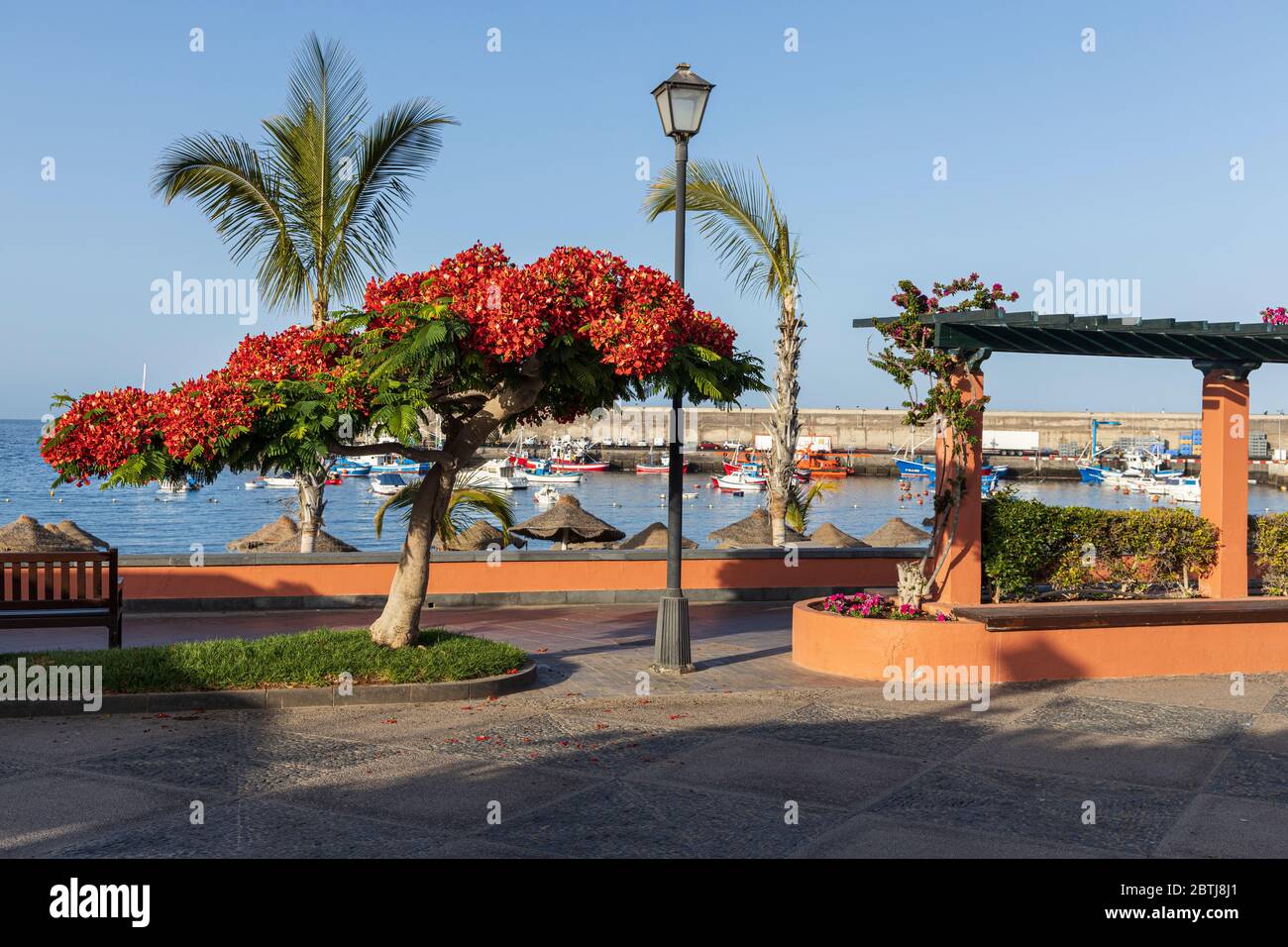 Delonix regia, arbre flamboyant avec des fleurs rouges sur la promenade pendant la phase deux de la désescalade de l'état d'urgence, Covid 19, coronaviru Banque D'Images
