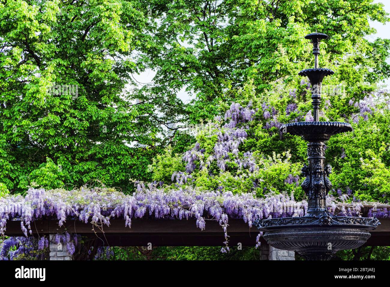 Belle fontaine noire ornée de fleurs de Wisteria en arrière-plan Banque D'Images