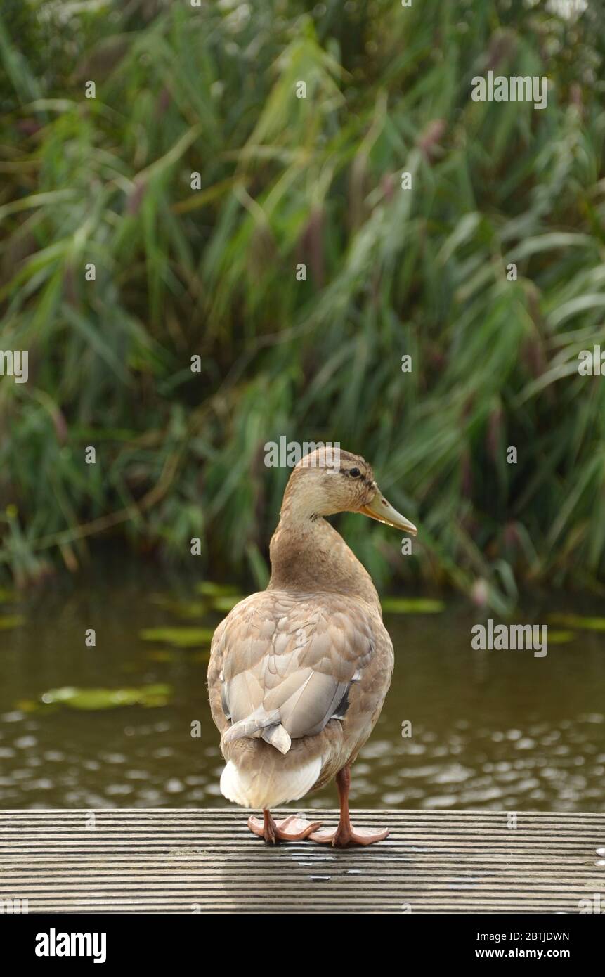 Un canard debout près de l'étang. Banque D'Images