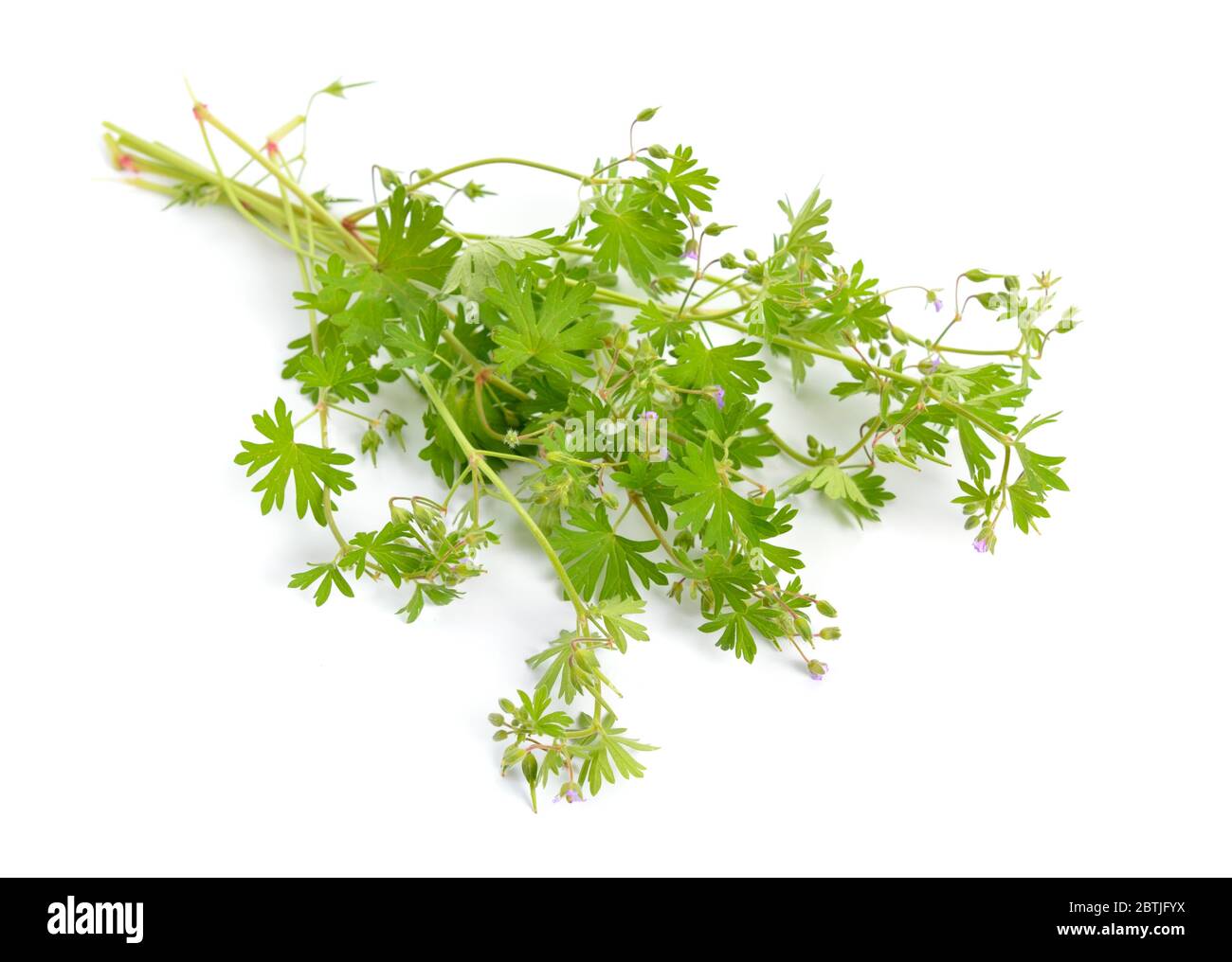 Géranium sylvaticum bois canneberges, géranium des bois. Isolé Banque D'Images