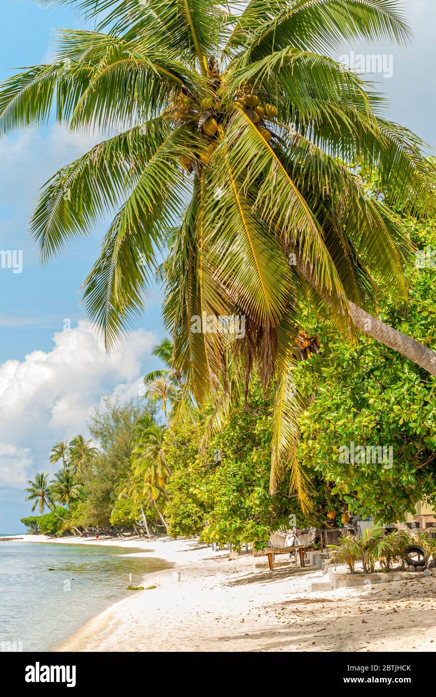 Plage de palmiers sur l'île de Bora Bora, Polynésie française Banque D'Images