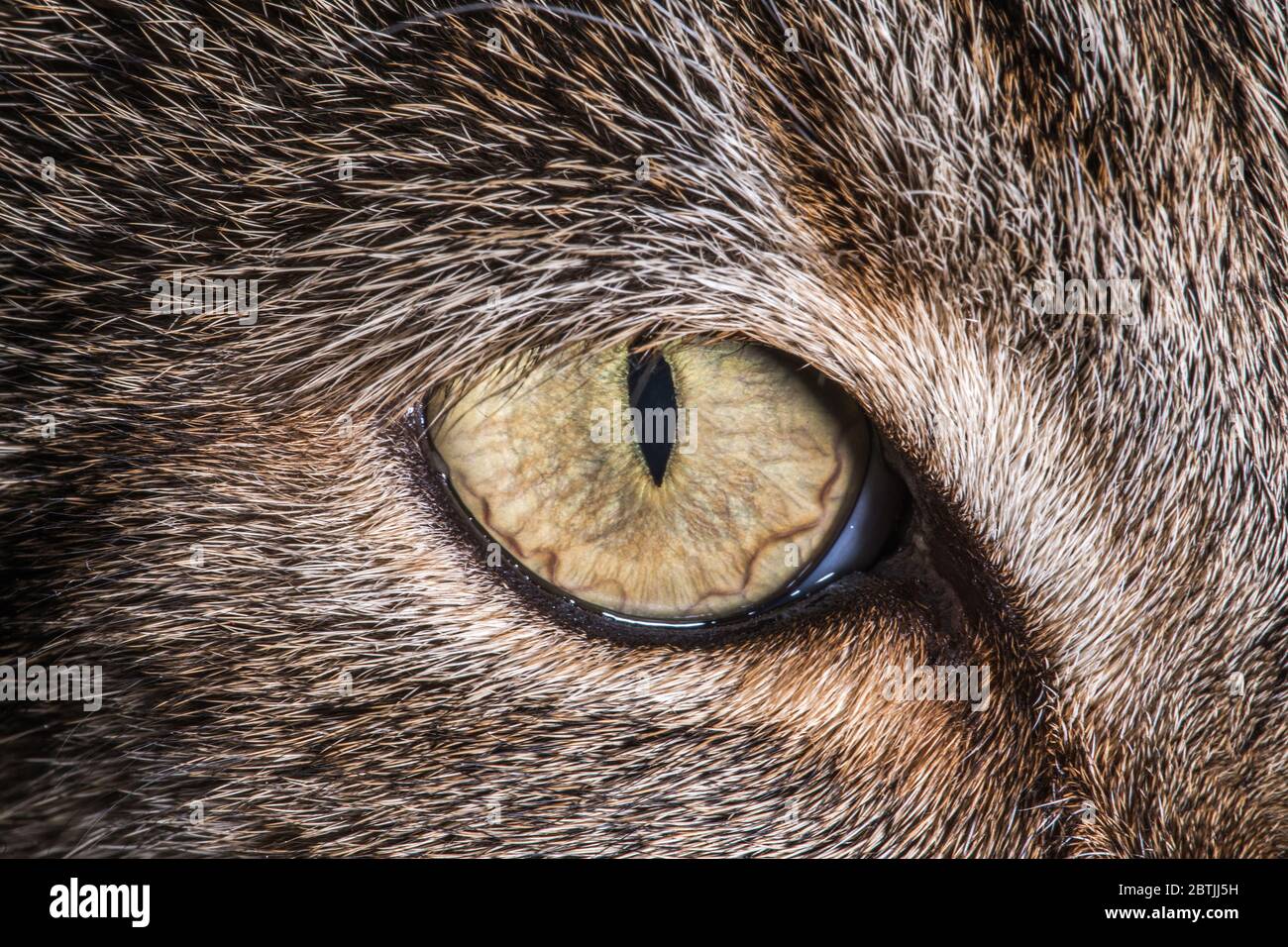 Le chat Felis Catus espèces de petits mammifères carnivores. Gros plan sur la macro œil de chat Banque D'Images