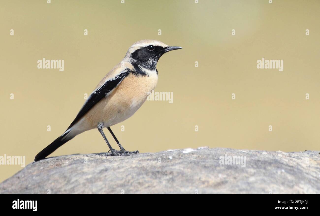 Le petit-lait du désert est un petit-lait, un oiseau de passereau qui était autrefois classé comme membre de la famille des Turidae, mais qui est maintenant plus général Banque D'Images