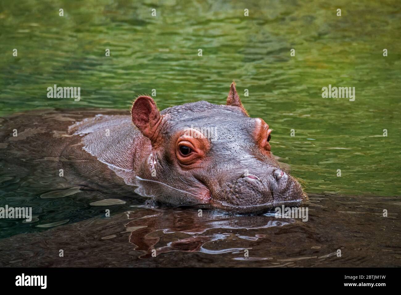 Gros plan de bébé mignon commune hippopotame / hippopotame (Hippopotamus amphibius) veau avec la tête reposant sur le dos de la mère dans le lac Banque D'Images