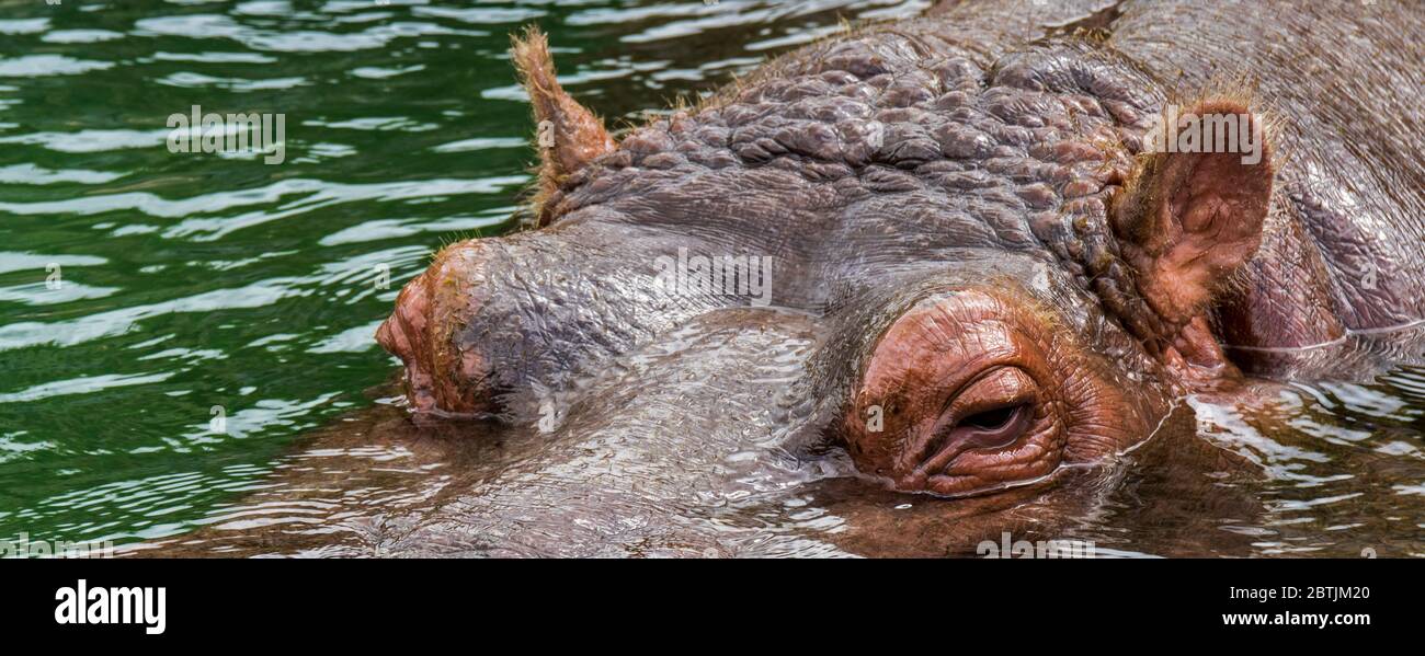 Hippopotamus commun submergé / hippopotame (Hippopotamus amphibius) flottant dans l'eau du lac montrant de près les yeux et les oreilles Banque D'Images