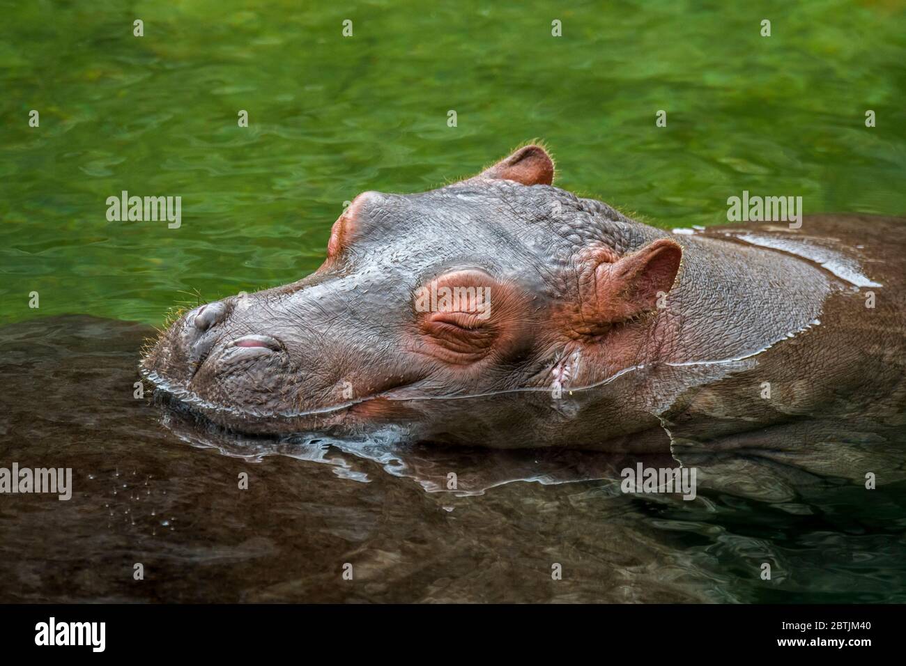 Gros plan de bébé mignon commune hippopotame / hippopotame (Hippopotamus amphibius) veau dormir avec la tête reposant sur le dos de la mère dans le lac Banque D'Images