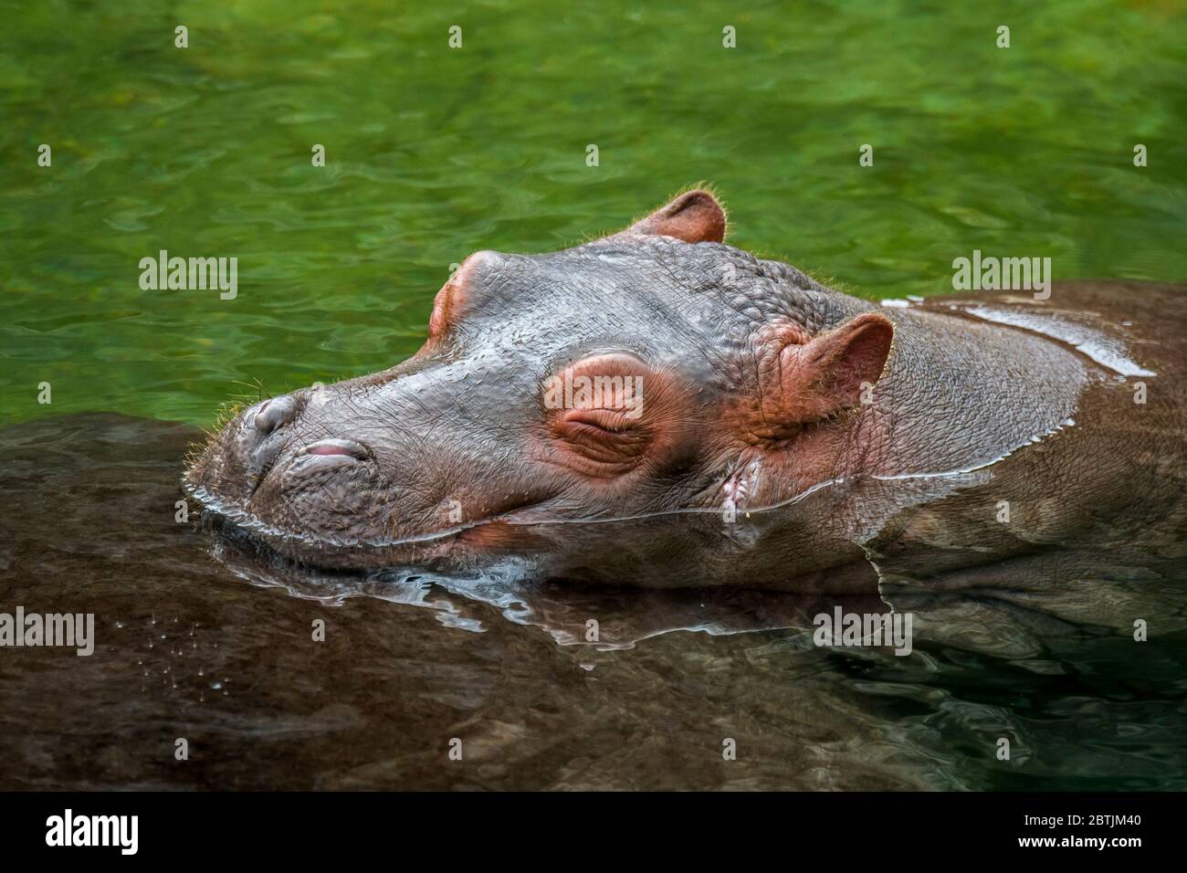 Gros Plan De Bebe Mignon Commune Hippopotame Hippopotame Hippopotamus Amphibius Veau Dormir Avec La Tete Reposant Sur Le Dos De La Mere Dans Le Lac Photo Stock Alamy