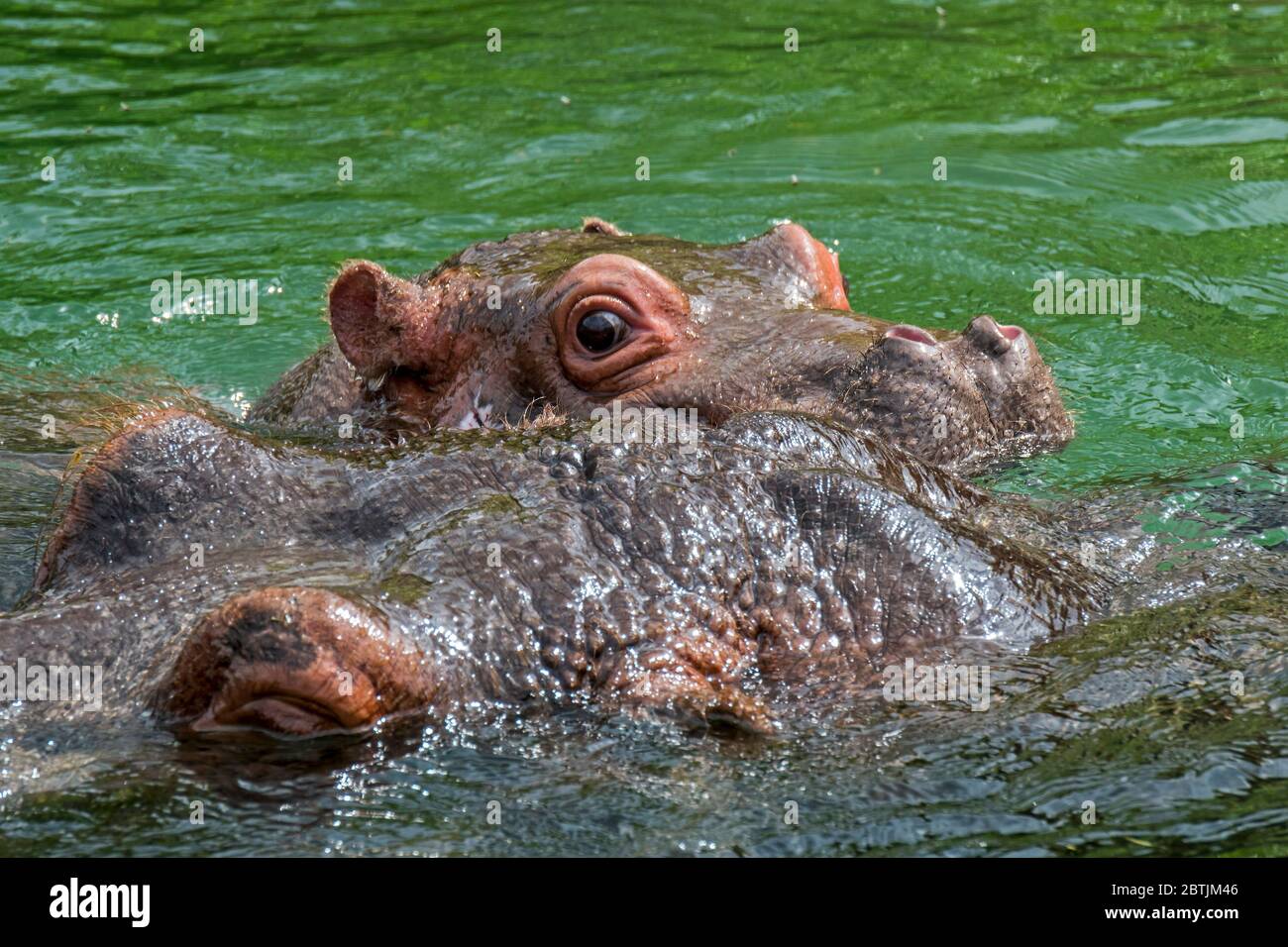 Gros plan de bébé mignon commune hippopotame / hippopotame (Hippopotamus amphibius) nage de veau près de la mère dans le lac Banque D'Images