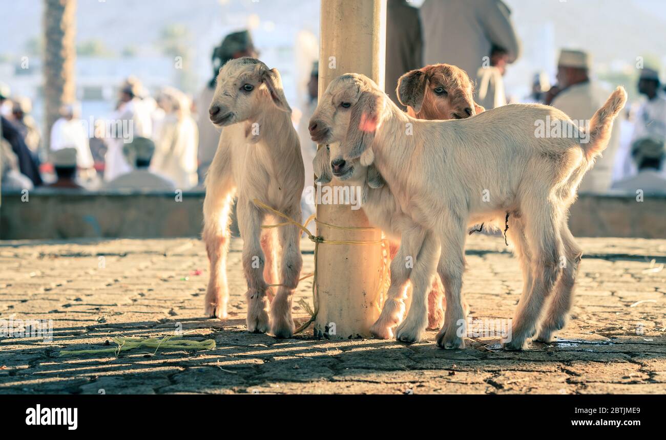 Jeunes chèvres exposées sur le marché de la chèvre à Nizwa, Oman Banque D'Images