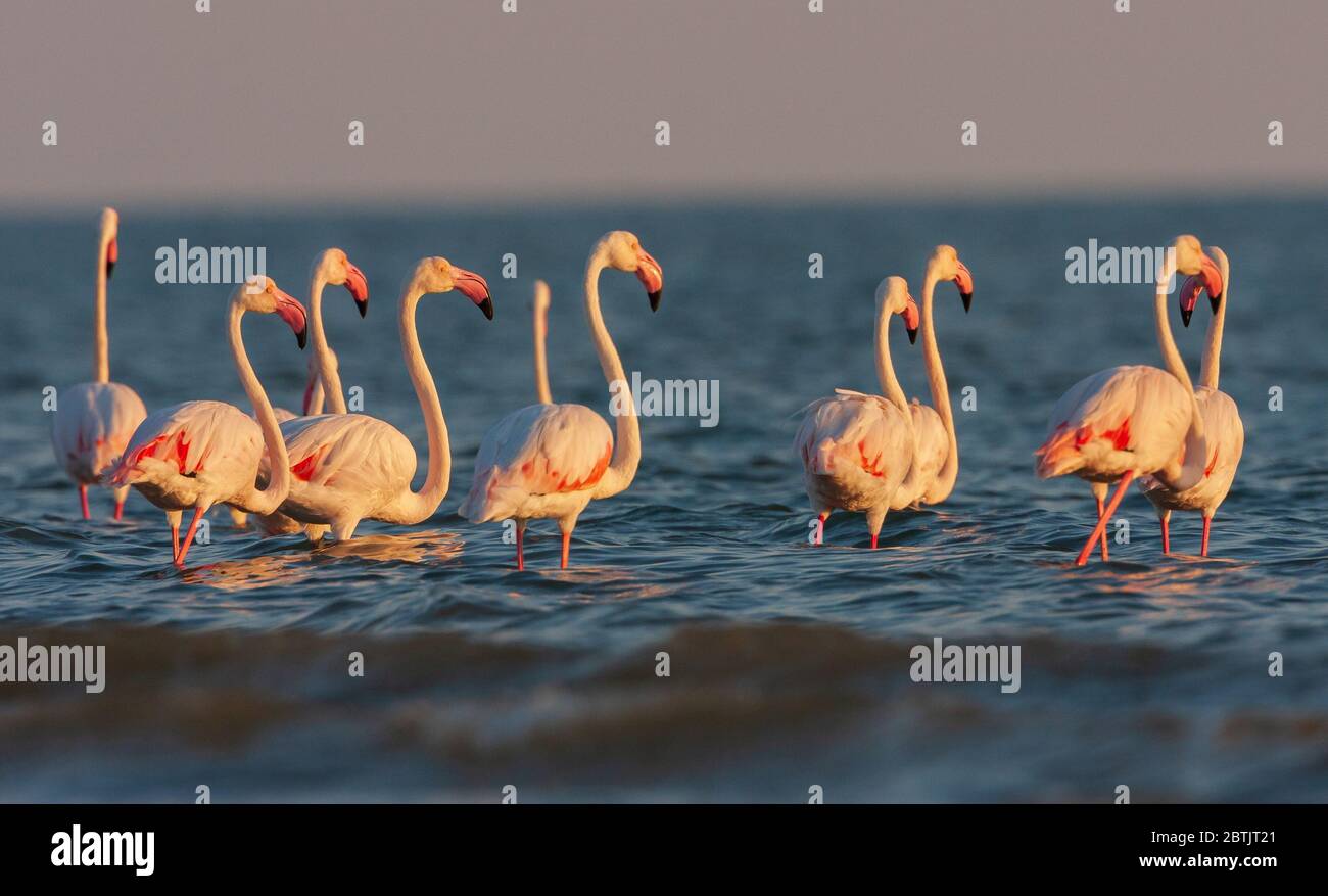 Grand Flamingo barboter dans les eaux peu profondes de la côte de Mandvi (Gujarat, Inde Banque D'Images