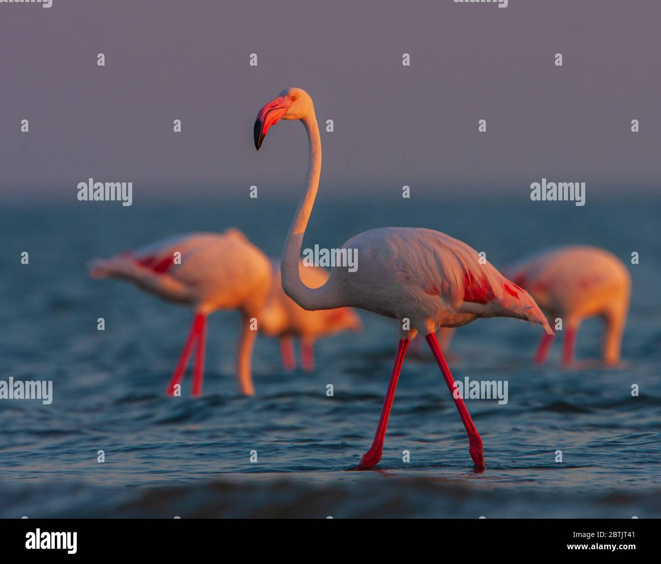 Grand Flamingo barboter dans les eaux peu profondes de la côte de Mandvi (Gujarat, Inde Banque D'Images
