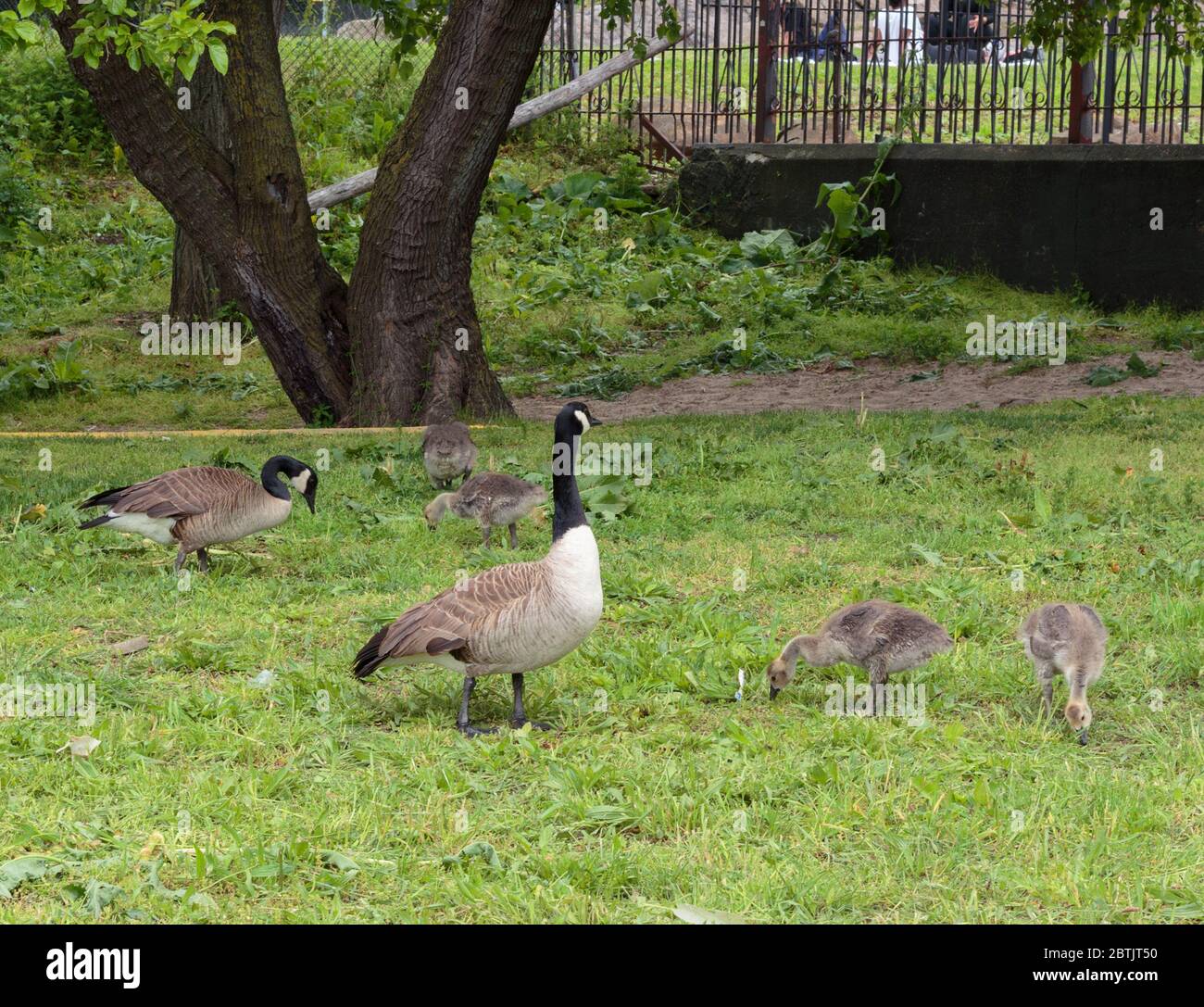 Une famille d'Oies canadiennes dans un parc qui pect à la nourriture sur le terrain. Il y a quatre oisons et deux adultes Banque D'Images