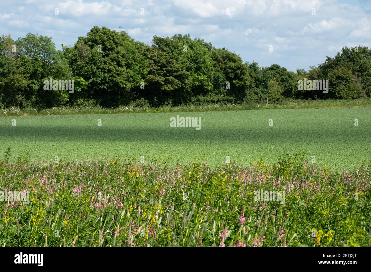 Une marge de fleurs sauvages autour du bord d'un champ arable sur des terres agricoles dans le Hampshire, Royaume-Uni, en mai, avec sainfoin et d'autres fleurs Banque D'Images