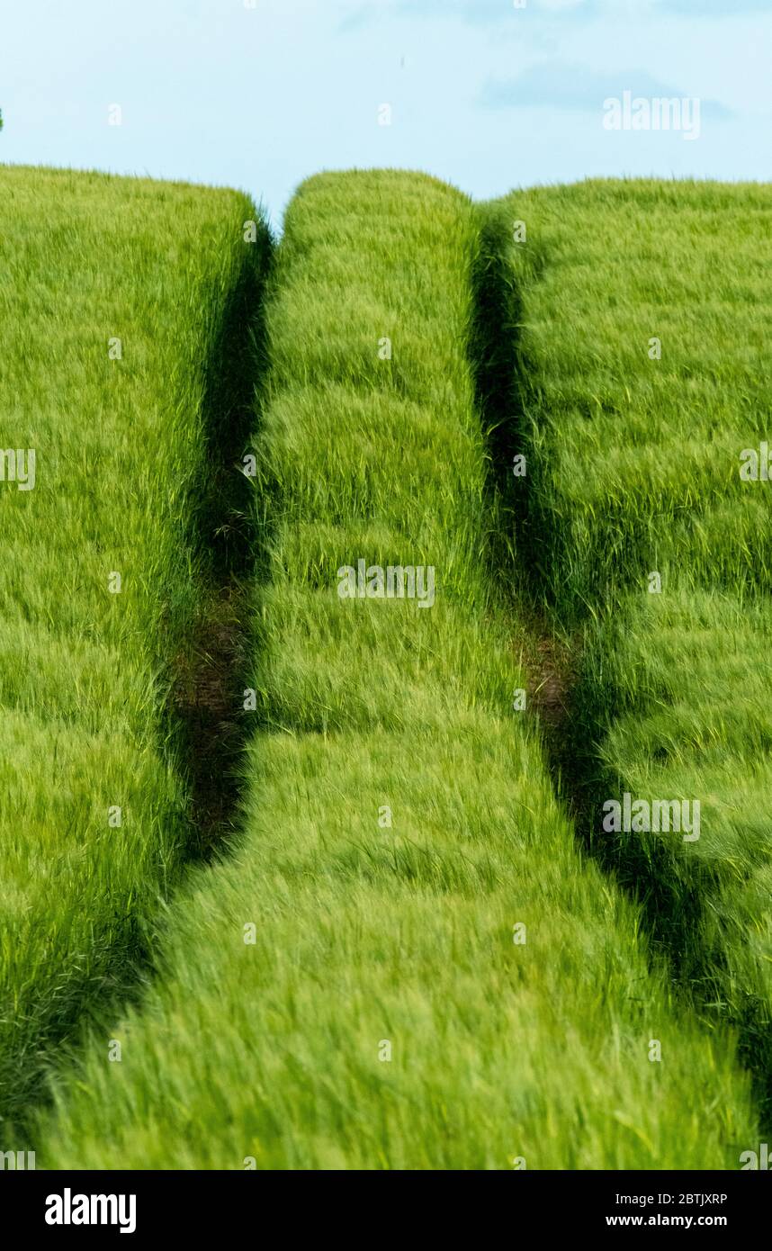 Chenilles pour pneus de tracteur dans un champ d'orge, West Lothian, Écosse Banque D'Images