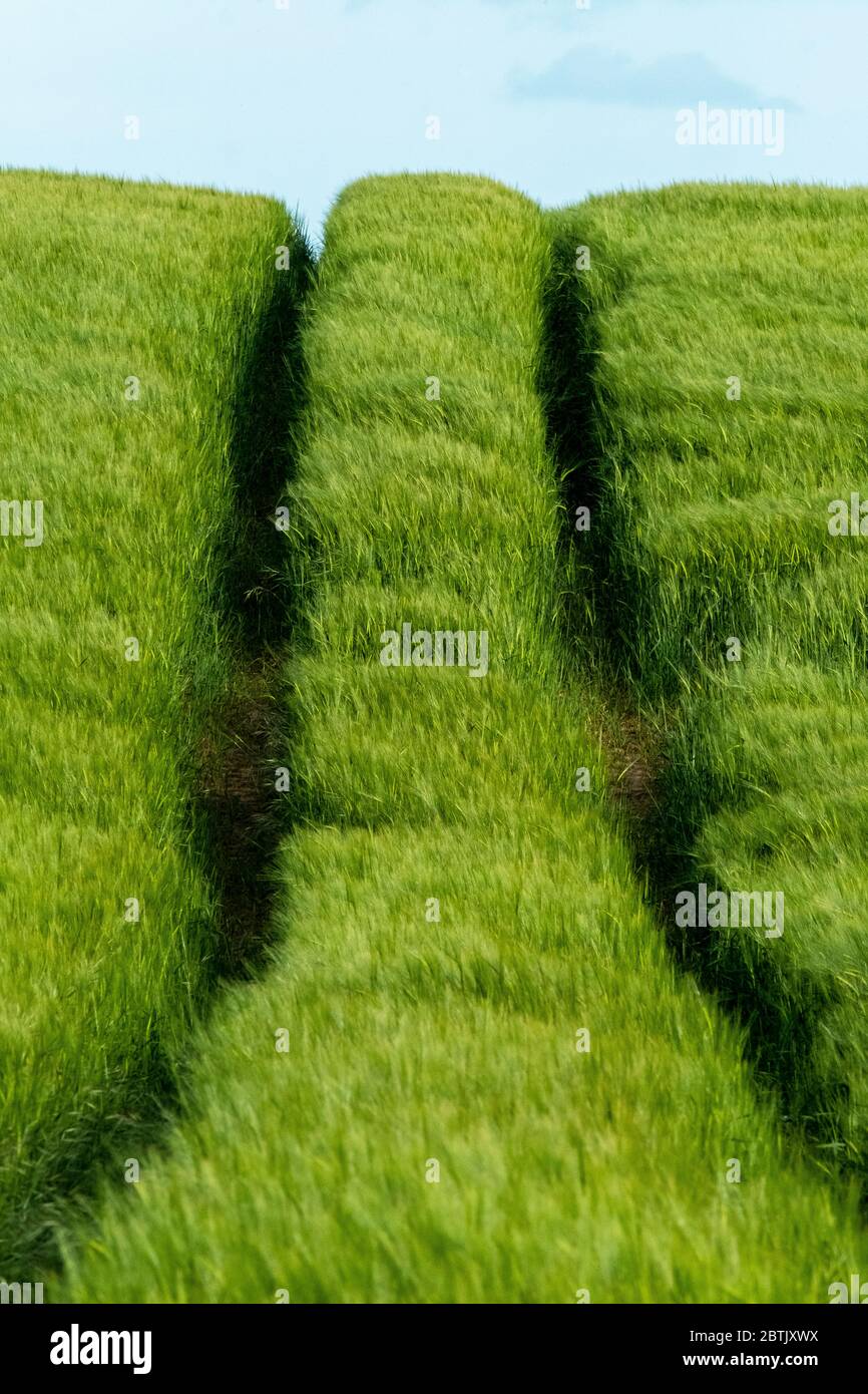 Chenilles pour pneus de tracteur dans un champ d'orge, West Lothian, Écosse Banque D'Images