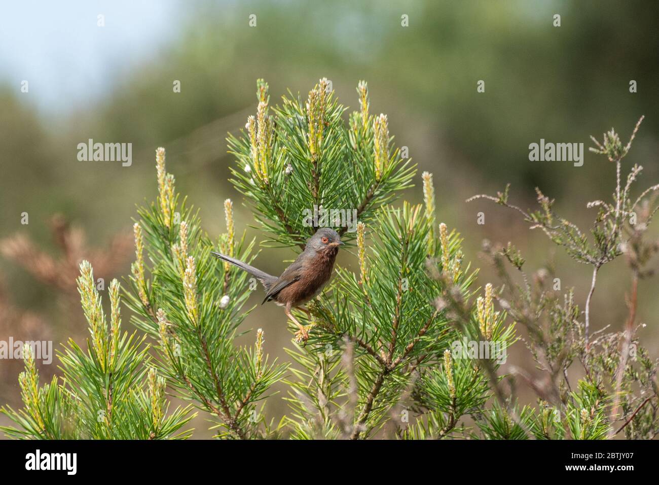Dartford Warbler (Sylvia undata) perché dans un petit pin sur la lande des basses terres de Surrey, Royaume-Uni Banque D'Images