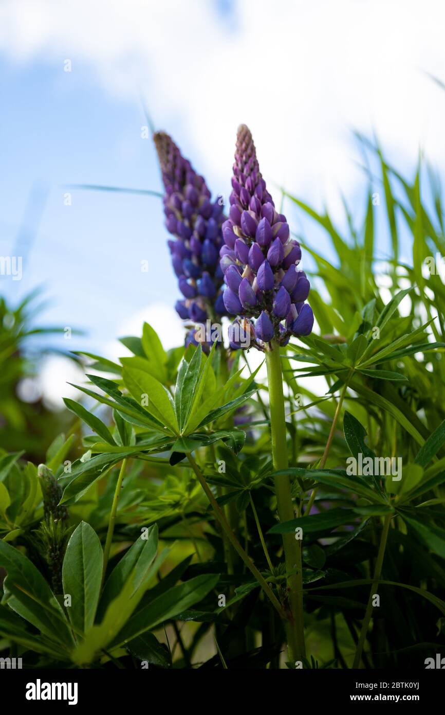 Lupin en fleurs fleurs. Un champ de lupins. Rose et violet lupin dans pré. Bouquet coloré de lupins fleur fond d'été ou d'une carte de vœux. Banque D'Images