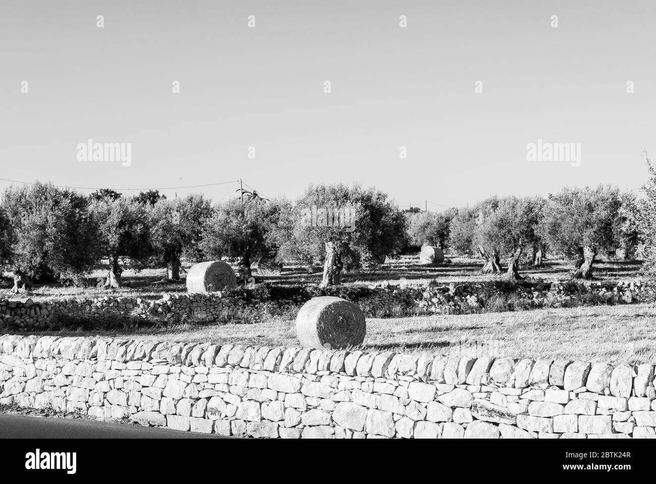 Paysage rural de la campagne du sud-est de la Sicile en pleine source, murs de pierre sèche, oliviers et caroubiers et balles de foin. Banque D'Images