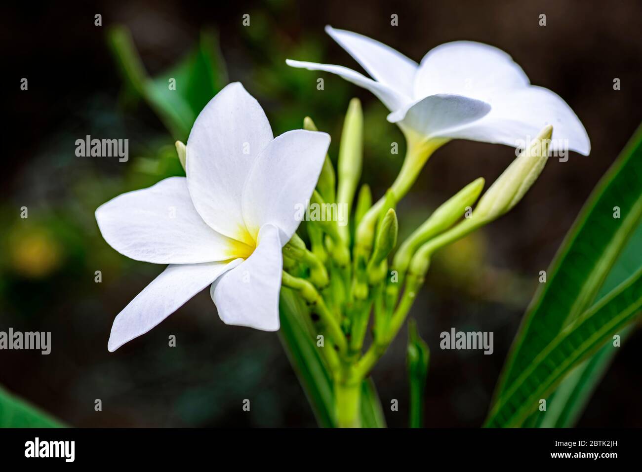 Gros plan du beau bouquet de mariée blanc, fleur de Plumeria pudica avec espace de copie Banque D'Images