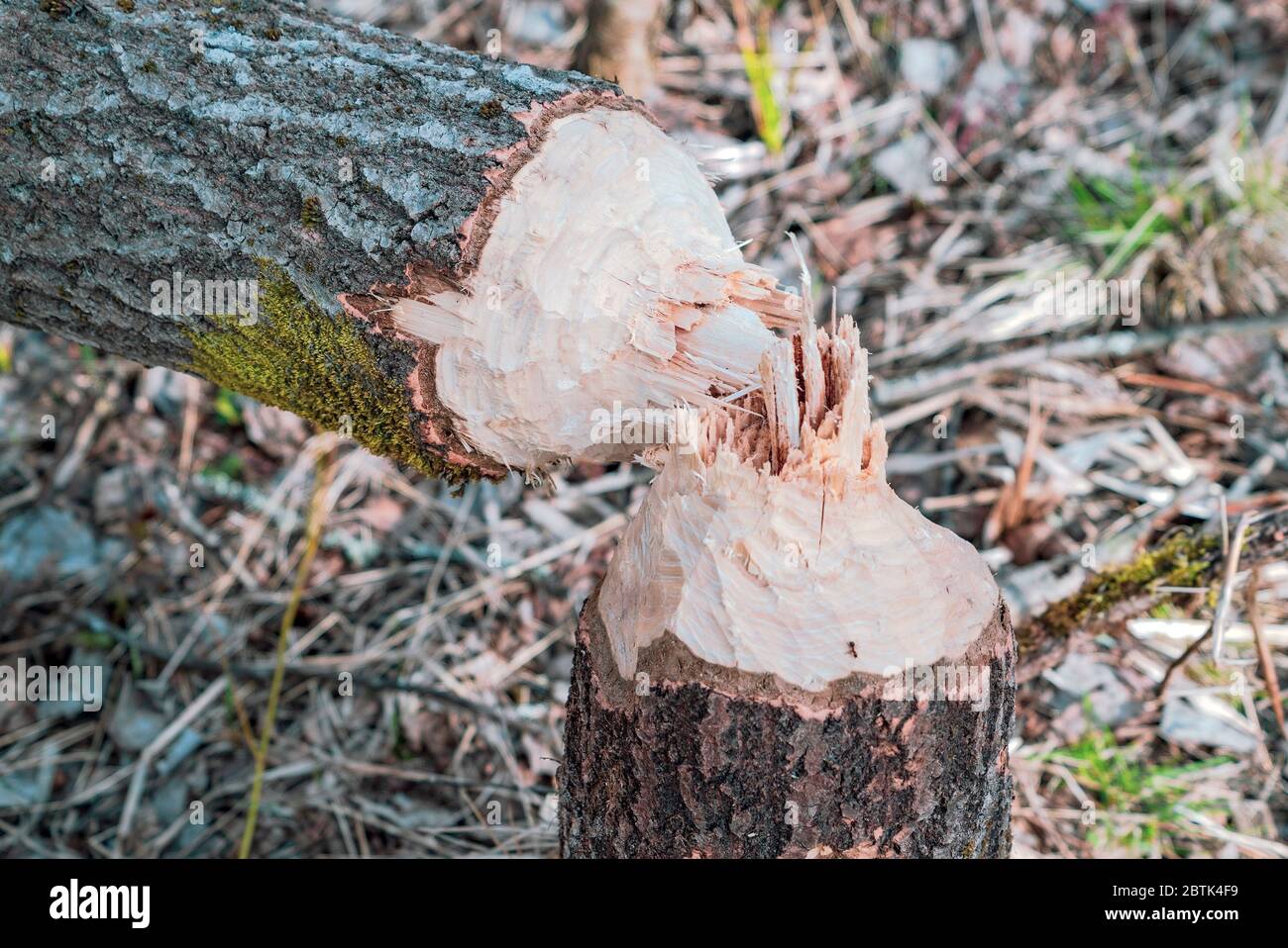 Un arbre rongé par des castors est tombé au printemps Banque D'Images