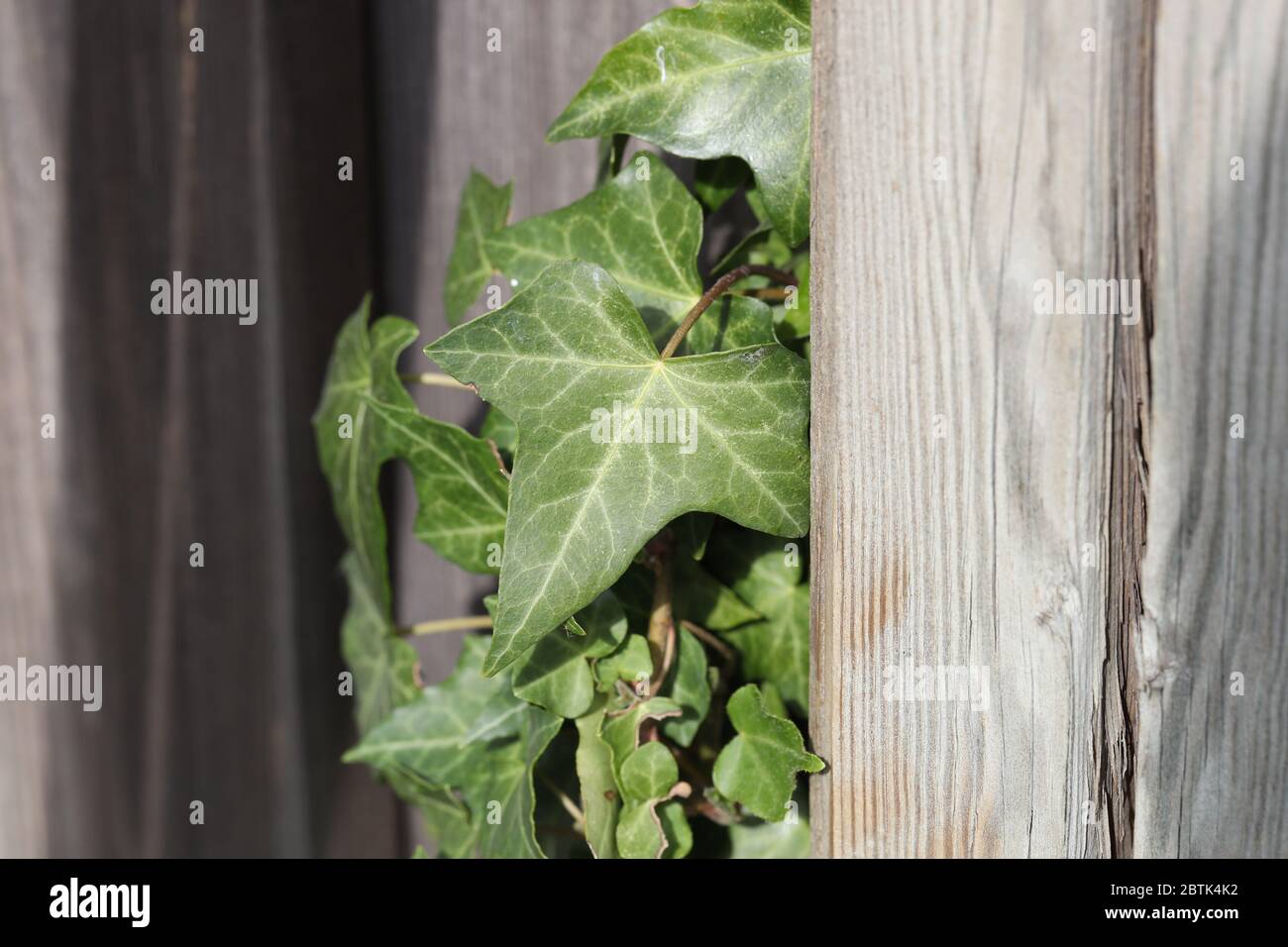 Les feuilles d'Ivy poussent épaisses sur le mur Banque D'Images