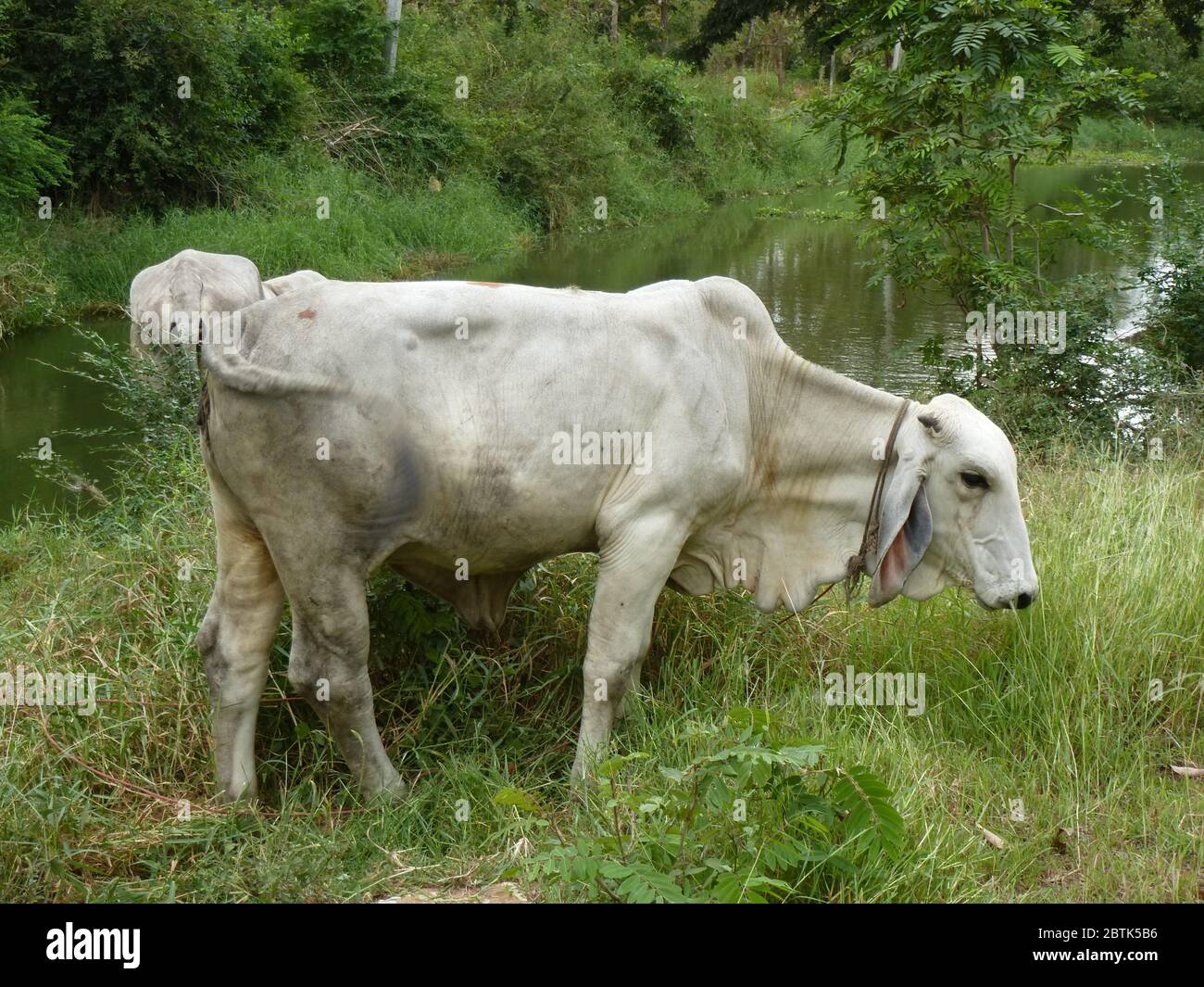 Vache blanche moulante en Thaïlande Banque D'Images