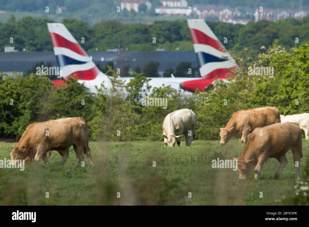 Glasgow, Écosse, Royaume-Uni. 26 mai 2020. Photo : des vaches gradent les champs herbeux autour de l'aéroport, avec des ailerons de queue collés sur le fond de l'Airbus A319/A320/A321 de British Airways mis à terre, vu au sol sur le tarmac en raison de la crise du coronavirus (COVID19) qui a mis d'énormes pressions financières sur l'industrie aéronautique mondiale, Où BA a réduit plus de 12,000 employés. Crédit : Colin Fisher/Alay Live News Banque D'Images