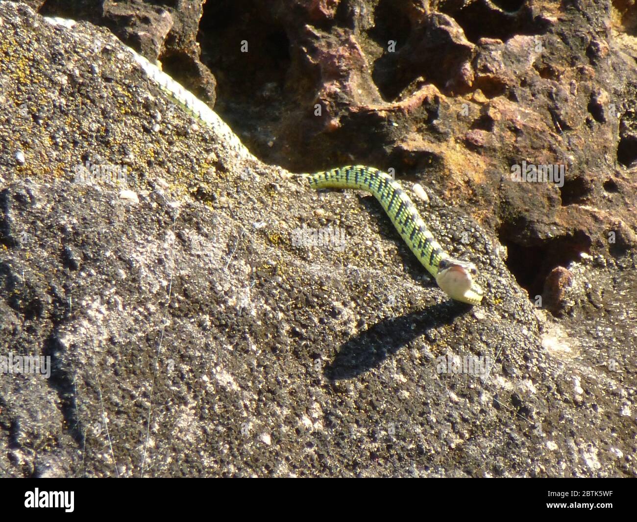 Serpent d'arbre doré au Wat si Sawai à Sukhothai Banque D'Images