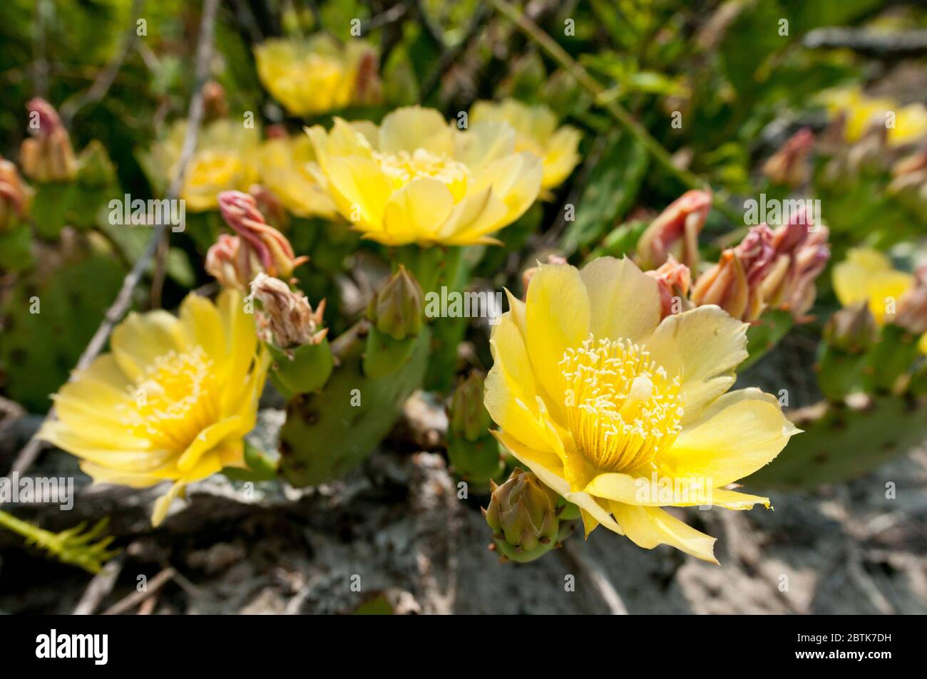 Opuntia humifusa (Devil's-langue, l'Oponce de l'est Indien, fig) avec des fleurs jaunes, sur la plage près de mer du Nord, Long Island, New York, USA. Banque D'Images