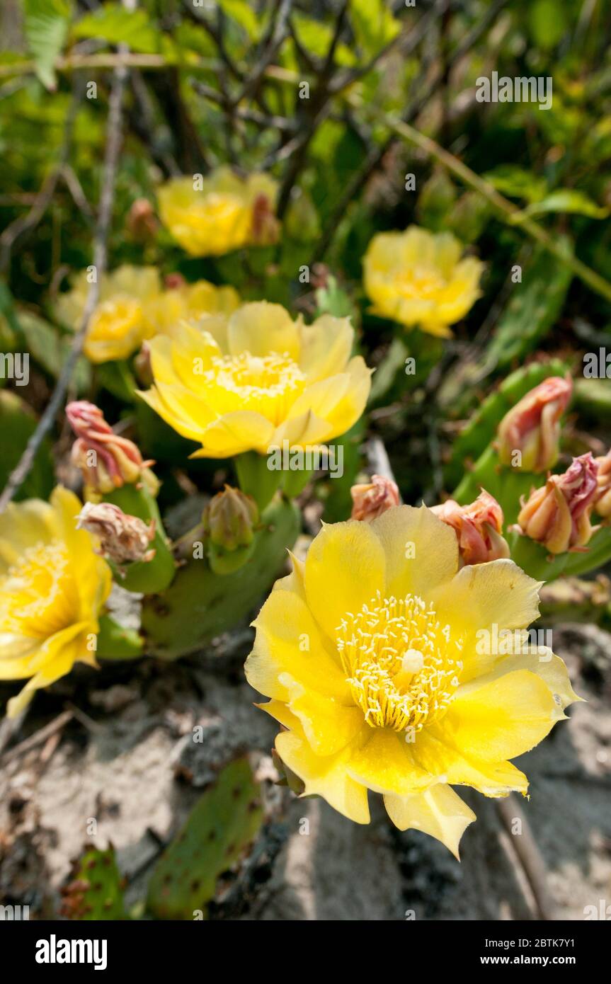 Opuntia humifusa (Devil's-langue, l'Oponce de l'est Indien, fig) avec des fleurs jaunes, sur la plage près de mer du Nord, Long Island, New York, USA. Banque D'Images