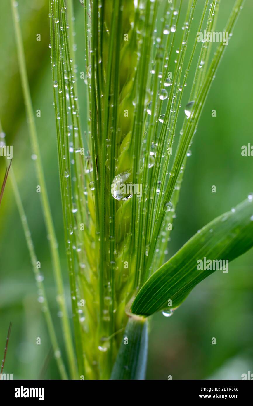 Gouttes de pluie sur une pointe d'orge. Banque D'Images