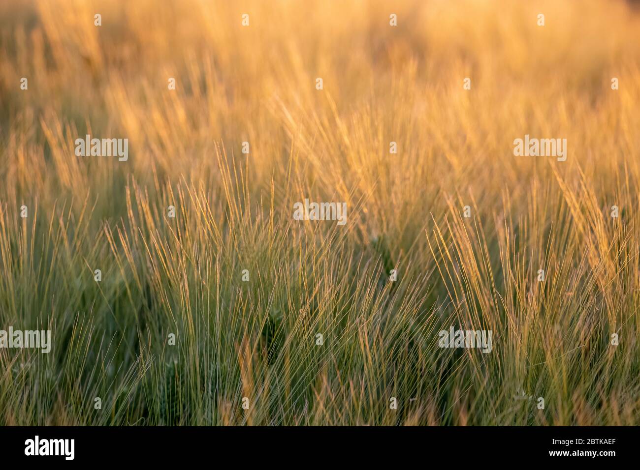 Oreilles vert-jaune de triticale dans le champ Banque D'Images