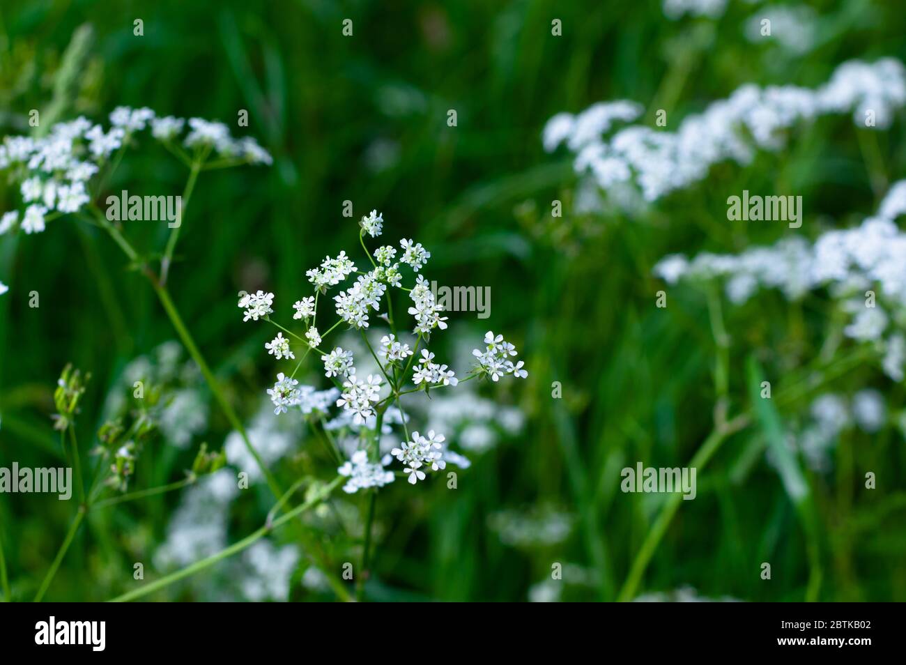 Fleurs de persil de vache poussant sur un fond vert flou. Banque D'Images
