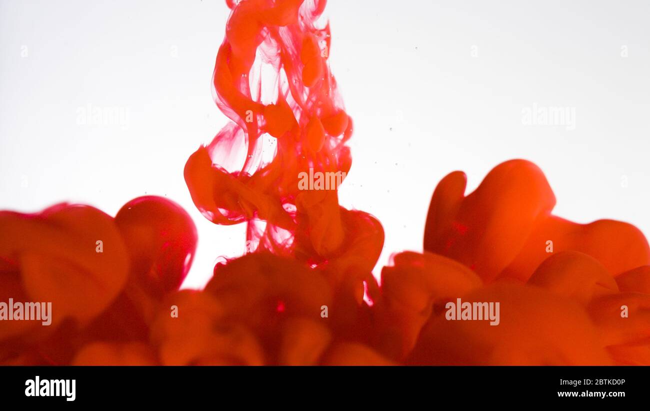 Nuage d'encre rouge dans l'eau isolée sur blanc. Conception et texture abstraites. Banque D'Images
