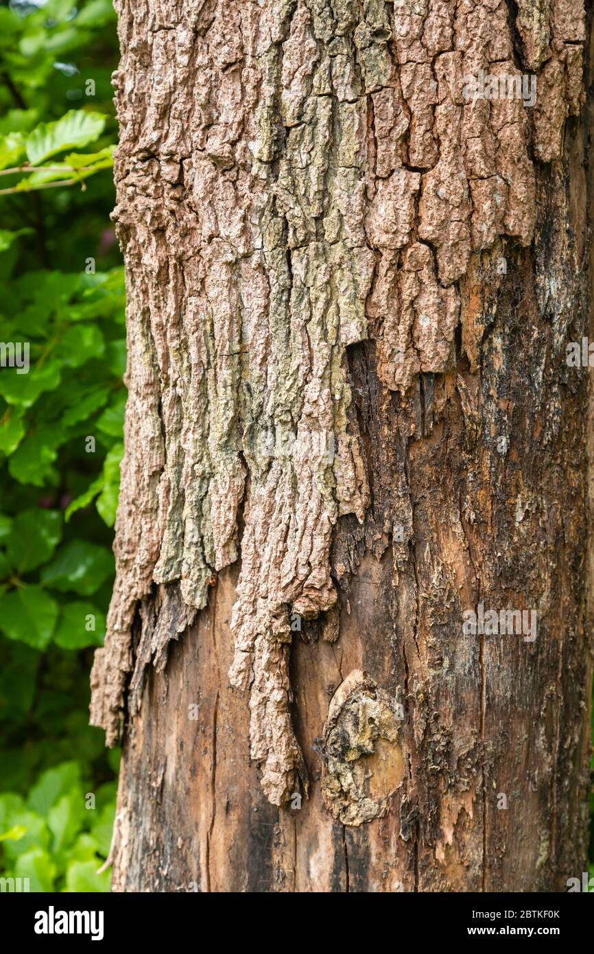 Écorces en décomposition tombant du tronc d'un arbre mort liqidambar (Liquidambar styraciflua) dans Surrey, au sud-est de l'Angleterre Banque D'Images
