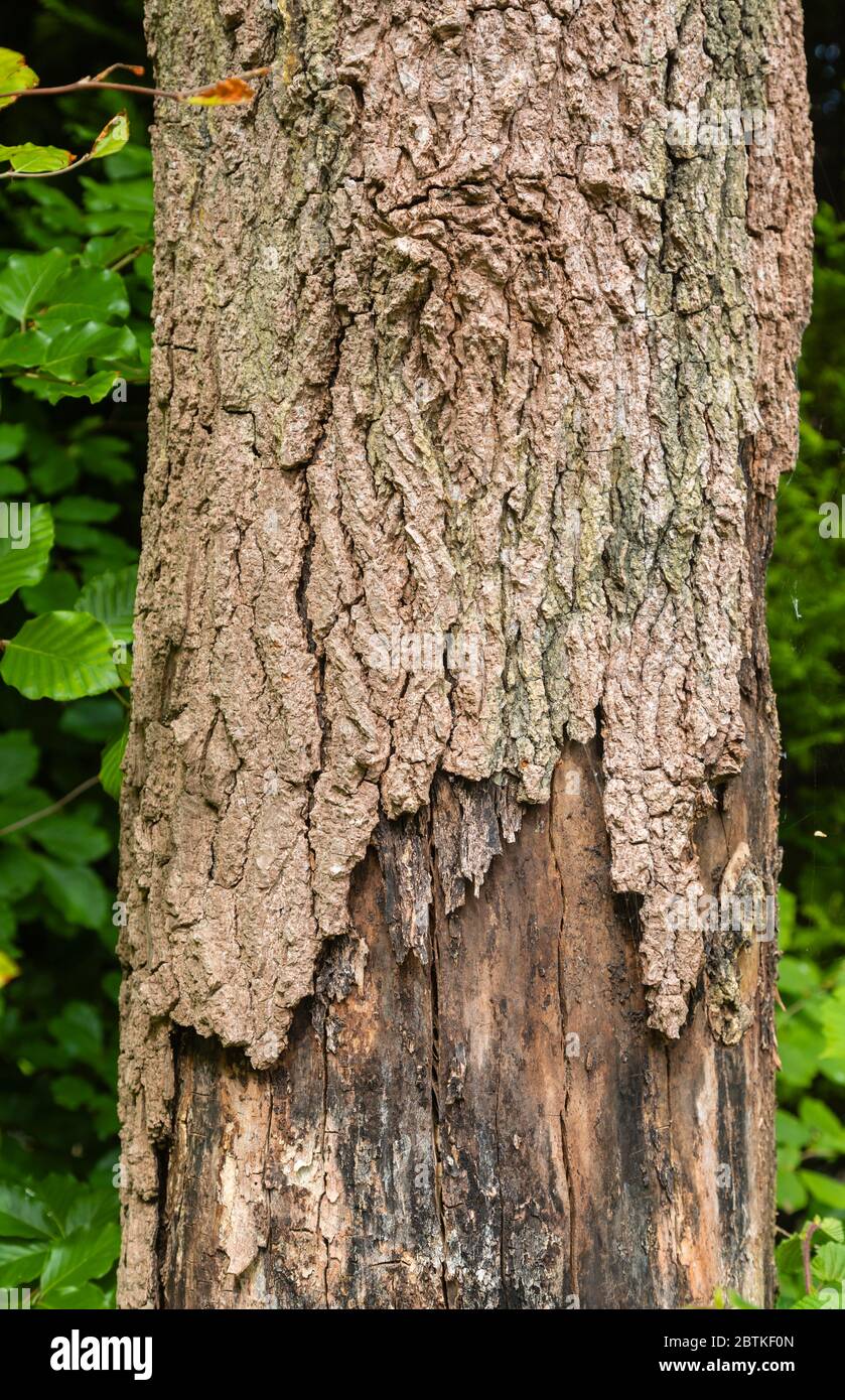 Écorces en décomposition tombant du tronc d'un arbre mort liqidambar (Liquidambar styraciflua) dans Surrey, au sud-est de l'Angleterre Banque D'Images